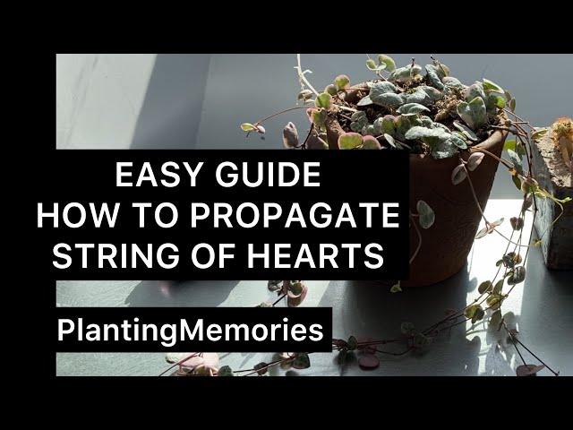 HOW TO PROPAGATE STRING OF HEARTS | EASY Cerepegia woodii variegata