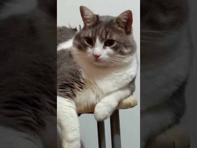 у вас тоже на работе всё срочно срочно?#батон#котик#юмор#шортс#2025 .