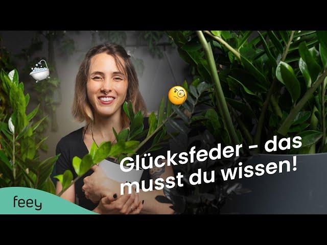 Glücksfeder (Zamioculcas) richtig pflegen  | feey Pflanzenlexikon