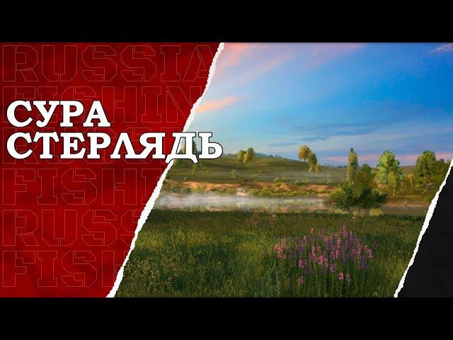 ДНЕВНОЙ ЛАЙТ. Стерлядь на реке Сура. Русская рыбалка 4