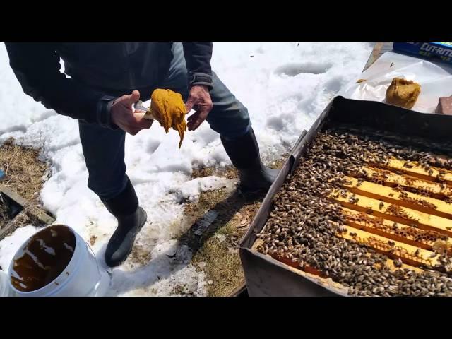Mike Palmer   First Spring hive inspection and Adding Pollen Sub