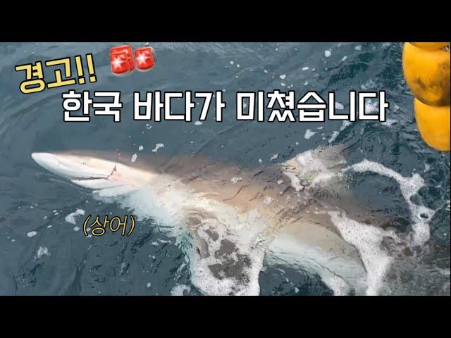 피흘리는 '대방어'를 미끼로 넣어봤습니다 ㄷㄷ