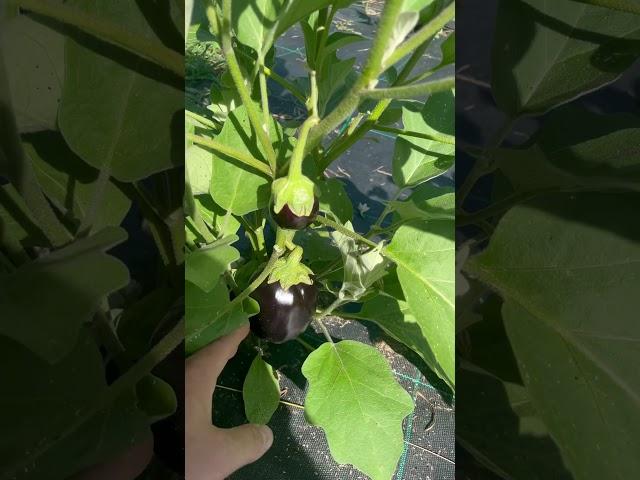 Eggplant  #ChamberlinFamilyFarms #gardening #farming #homesteading