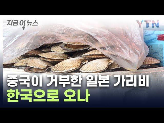 中이 가리비 수입 거부하자...日 "그럼 한국에 팔게" [지금이뉴스] / YTN