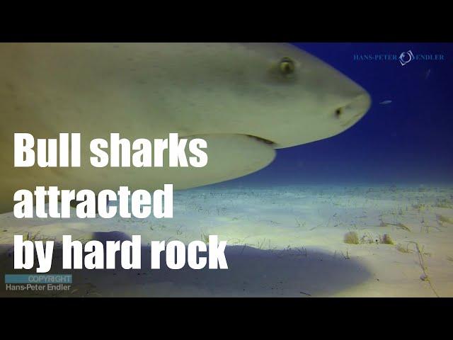 Dive Bahamas #21 - Bull sharks attracted by hard rock - Hans-Peter Endler