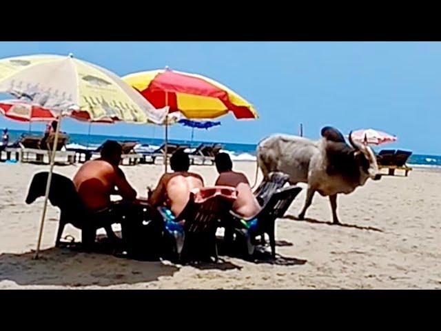 БЫК НА ПЛЯЖЕ В ИНДИИ! Отдых в Гоа, Вагатор