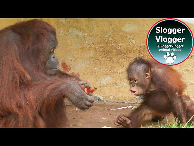 Cheeky Baby Orangutan's Hilarious Payback on Sprout