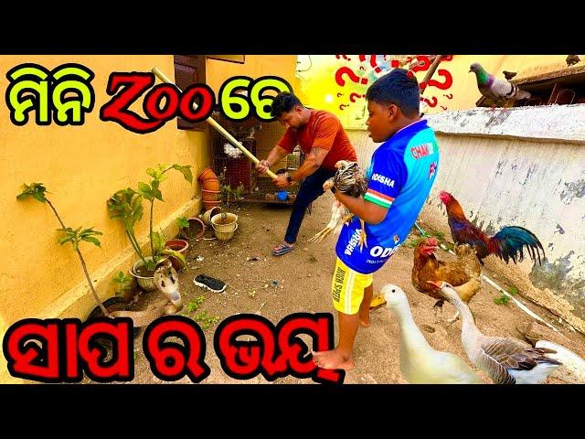 ମିନି ZOO ରେ ସାପ ଡର || pet lover Odisha || dog lover || odia vlog || parrot beak asil || mu odia |#82