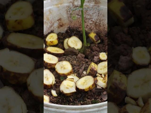 The tree grows well thanks to ripe bananas - Garden Ideas Tips