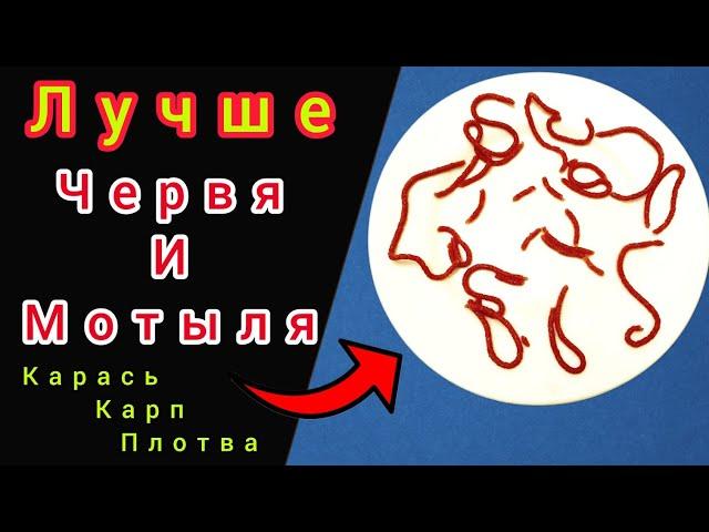 Карась будет в шоке от этой НАСАДКИ! Лучшая насадка вместо Мотыля и Червя!!