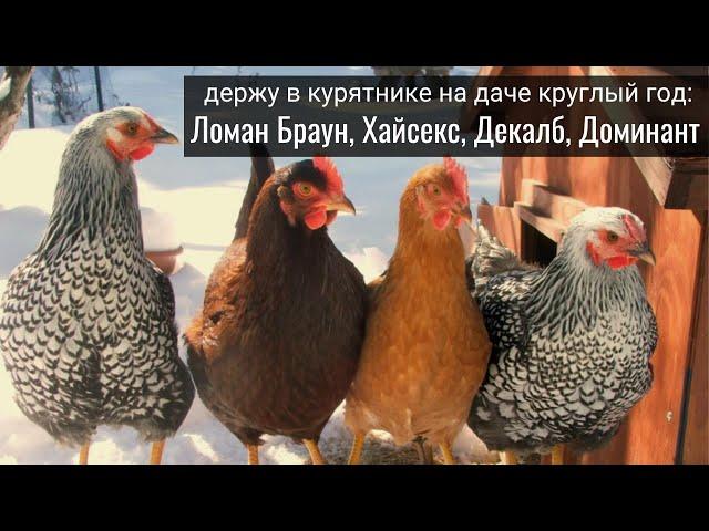 Курятник на даче. Мой опыт с курами-кроссами Ломан Браун, Декалб, Хайсекс, Доминант