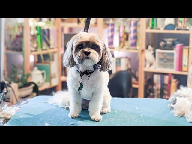 I'm Squeaky Clean, Don't Cut My Eyelashes Tho | Master groomer does a Shih Tzu in a pet trim