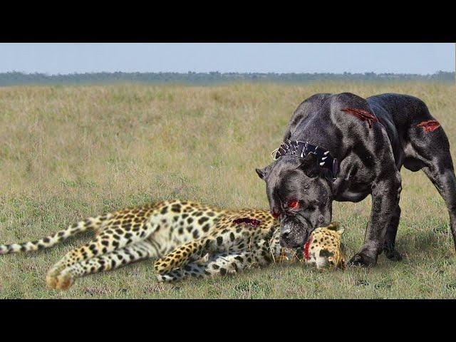 10 Brutal Leopard And Dog Fights Caught On Camera!