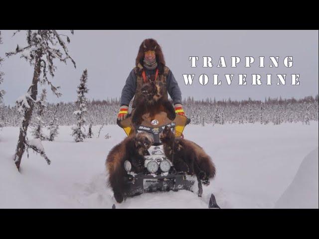 Wolverine Trap Tutorial: Mastering the Art of Trapping