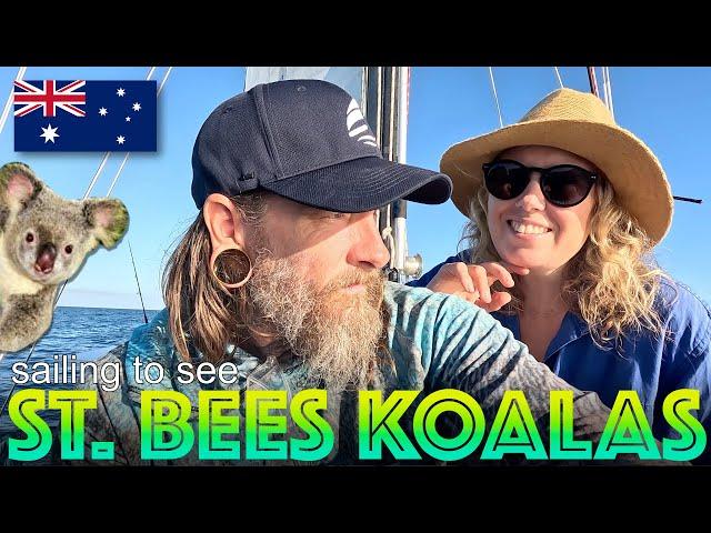 Sailing to St.Bees Island; Things That Go Bump in The Night & Seeing a Rare Koala