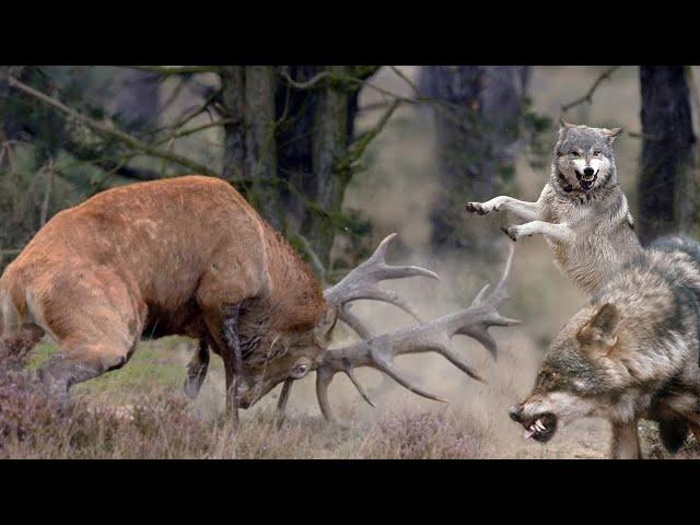 The Red Deer Is a Horned Giant that Can Stand up for itself!