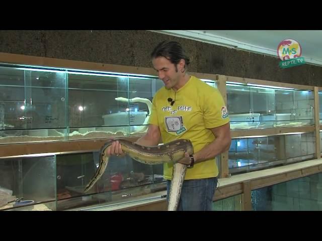 Reptil.TV - Folge 12 - Handling von Schlangen