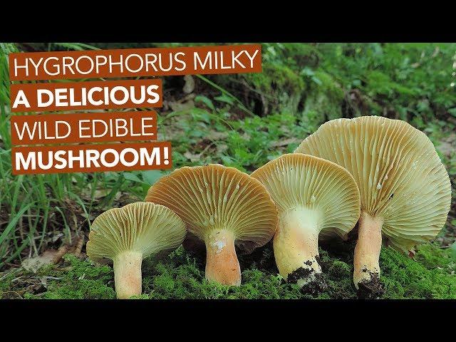 Hygrophorus Milky — A Delicious Wild Edible Mushroom!