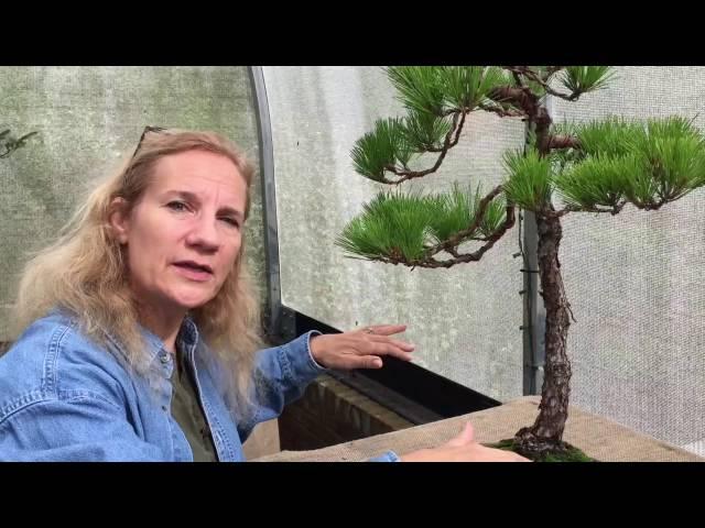 How to train a bonsai