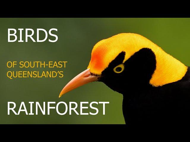 Birds of South East Queensland Rainforest. Episode 1.Chapter1.