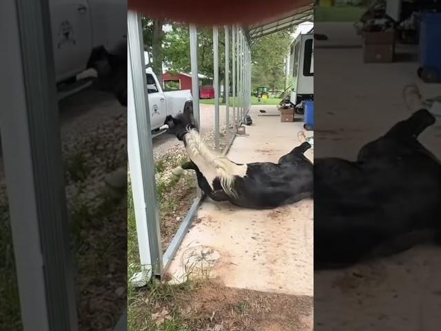 Neighbors Stallion takes multiple tumbles. Full video on YouTube!
