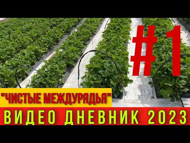 Чистые междурядья на клубнике .Видео дневник 2023 .ЧАСТЬ #1