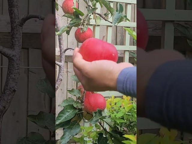 Harvesting Crunchy and Sweet Gala Apples  from small Apple Tree #shorts #apple #backyardgardening