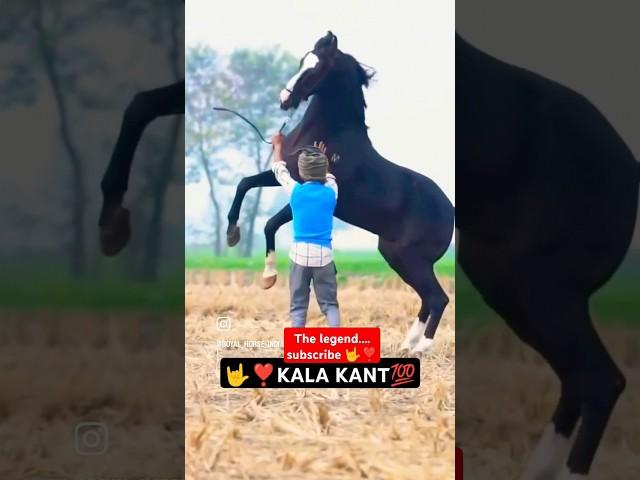 Legend s#stallion-KALA KANTA️️. MARWARI #horse #trending #horseriding dev horse horsed #ytshort