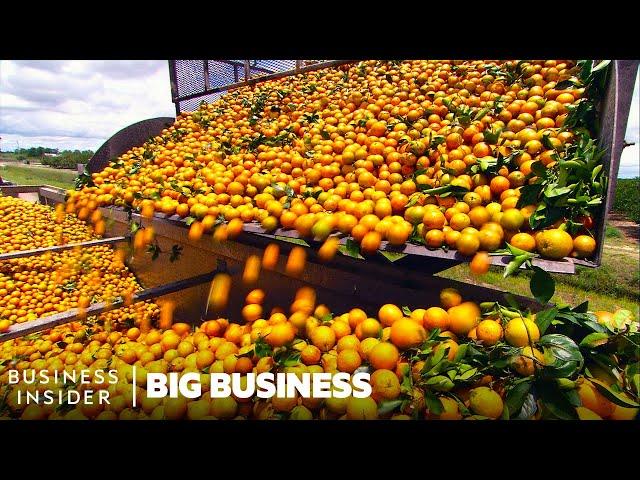 Why Florida Oranges Had The Worst Harvest Since World War II | Big Business | Insider Business