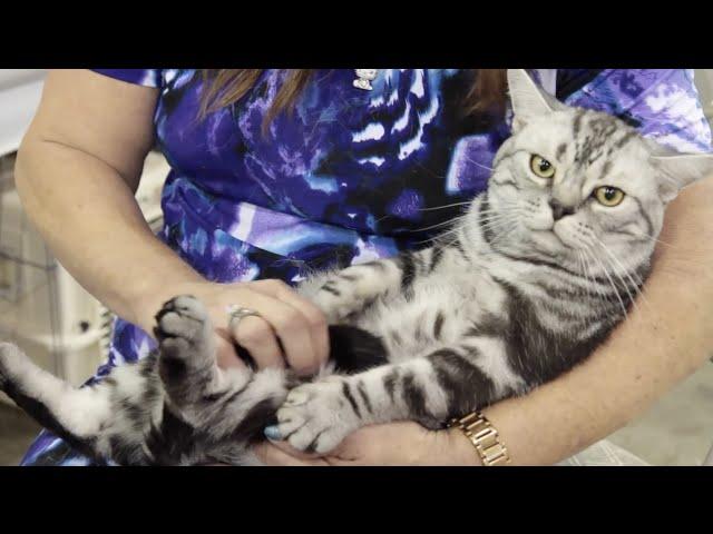 Cat Breed Spotlight: American Shorthair