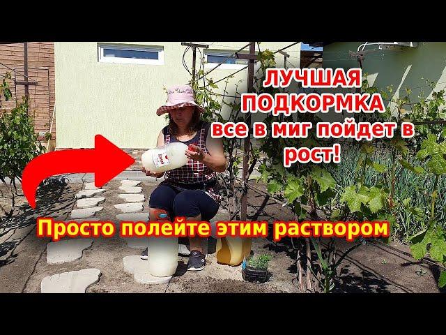 Овощи в миг пойдут в рост! Просто полейте раствором Бесараба все растения