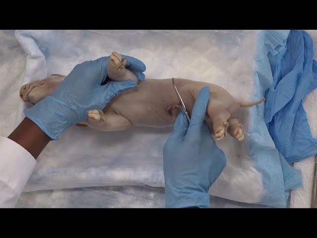 Pig Dissection Webinar- Carolina Biological