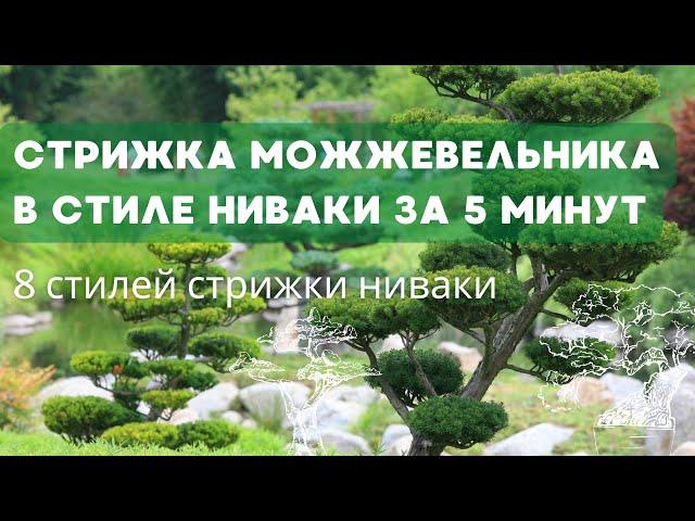 Стрижка ниваки за 5 минут из можжевельника| 8 стилей ниваки