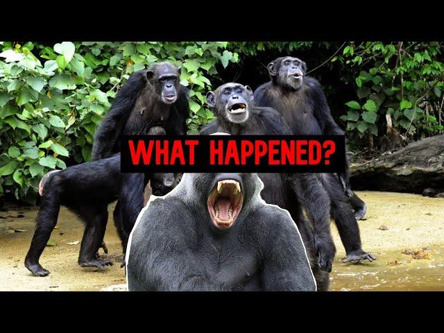 When Gorilla's and Chimpanzee's Went To War