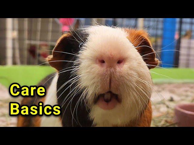 Guinea Pig Care Basics: Everything You Need To Know