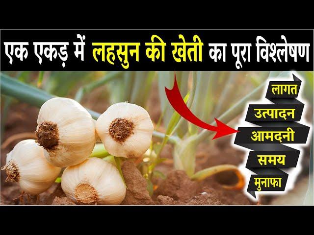 लहसुन की खेती कब और कैसे करें | Lahsun Ki Kheti Kab Aur Kaise Karen | Garlic Farming In India