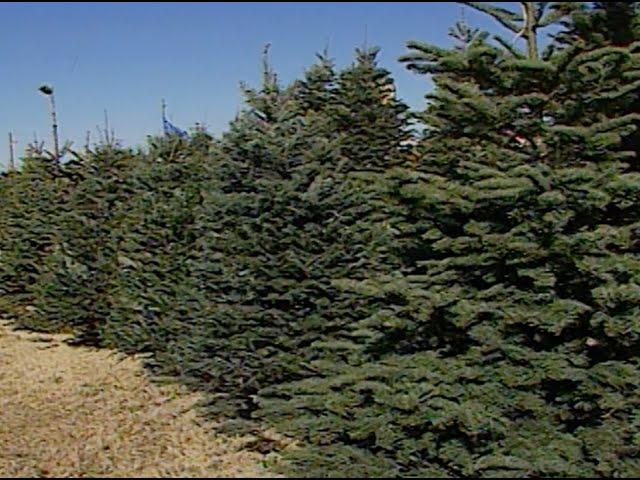 Christmas Tree Care