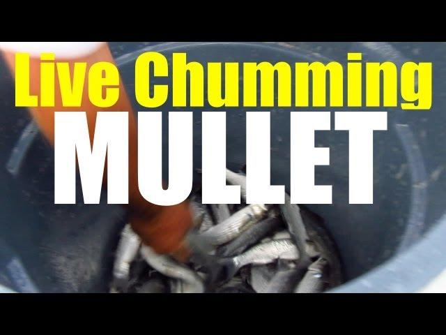 How To Live Chum Mullet