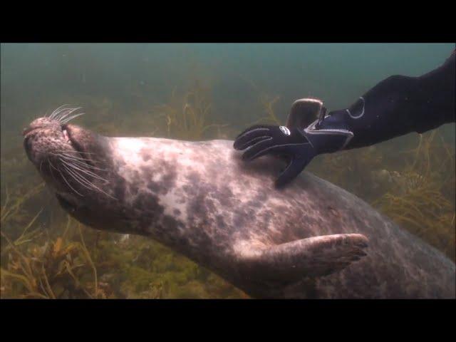 Seals Are Actually Ocean Puppies | Funny Seal Video Compilation