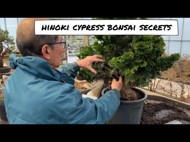 Hinoki Bonsai Secrets