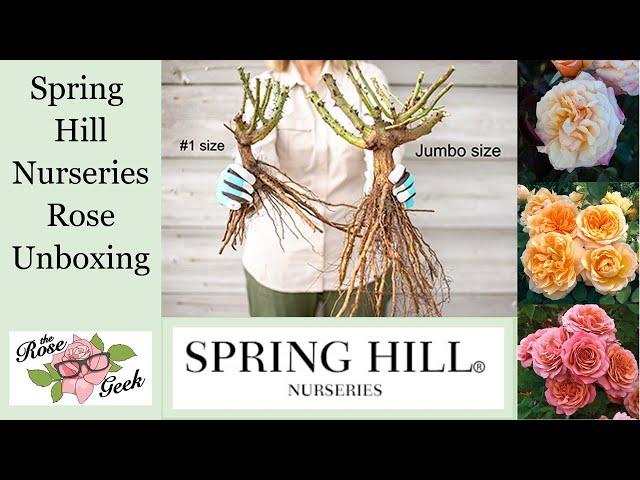  Spring Hill Nurseries Bare Root Rose Unboxing / What are “Jumbo” Bare Roots?