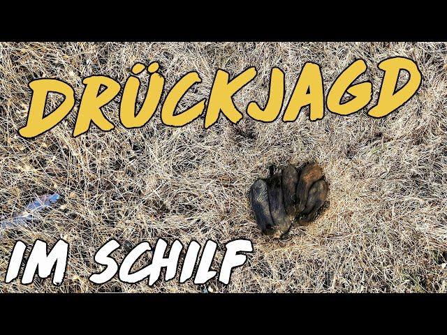 Drückjagd im Schilf