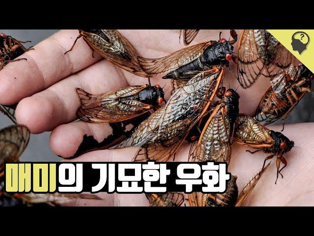 천적을 피하기 위해 침착하게 소수를 세는 '매미' 이야기