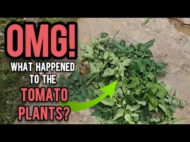 OMG What Happened to the Tomatoes Plants?  - Ann's Tiny Life and Homestead