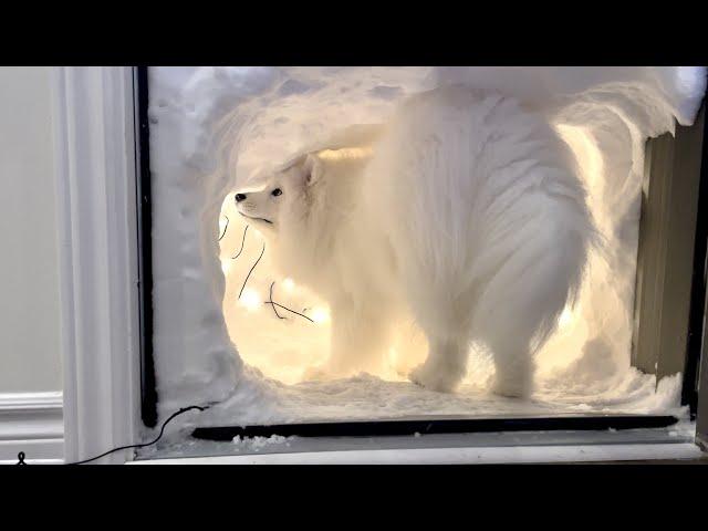 I Made a Snow Cave For My Sled Dog After a Snow Storm