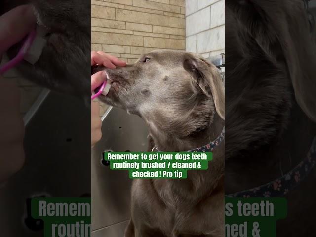 Brushing teeth 1x week dramatically benefits dogs dental hygiene #forthedogs