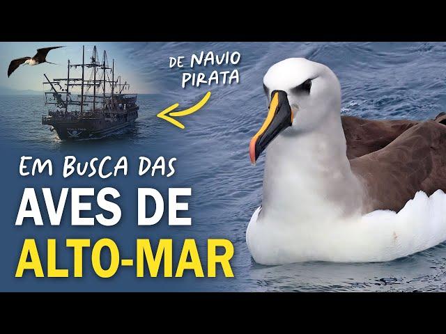 AVES PELÁGICAS: PASSARINHANDO em Alto Mar em busca dos Albatrozes e pardelas!