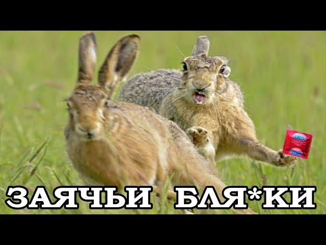 Осторожно Заяц! Дикая природа с Вакабум