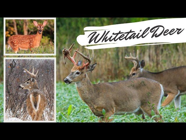 Whitetail Deer Videos | AMAZING Up Close Footage!