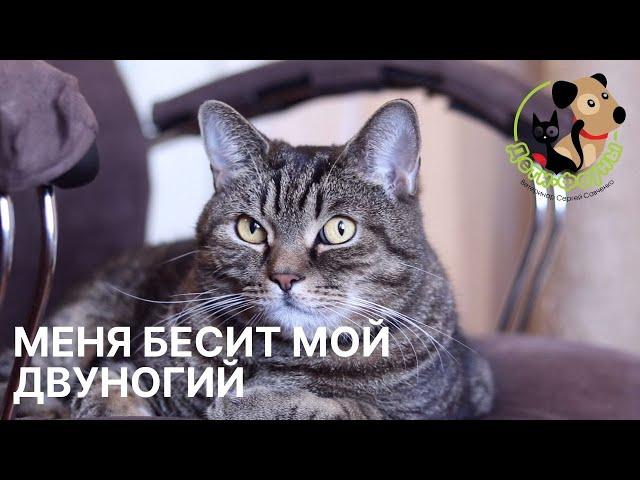 Что раздражает вашу кошку? | Чем именно вы раздражаете свою кошку? | 10 факторов